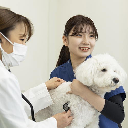 ヤマザキ動物看護専門職短期大学のcampusgallery