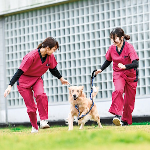 帝京平成大学