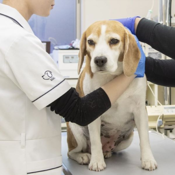 群馬動物専門学校