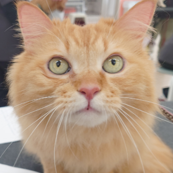 群馬動物専門学校