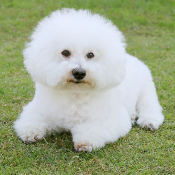 群馬動物専門学校