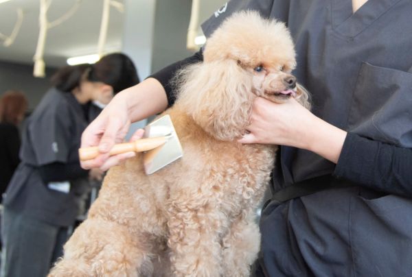 群馬動物専門学校