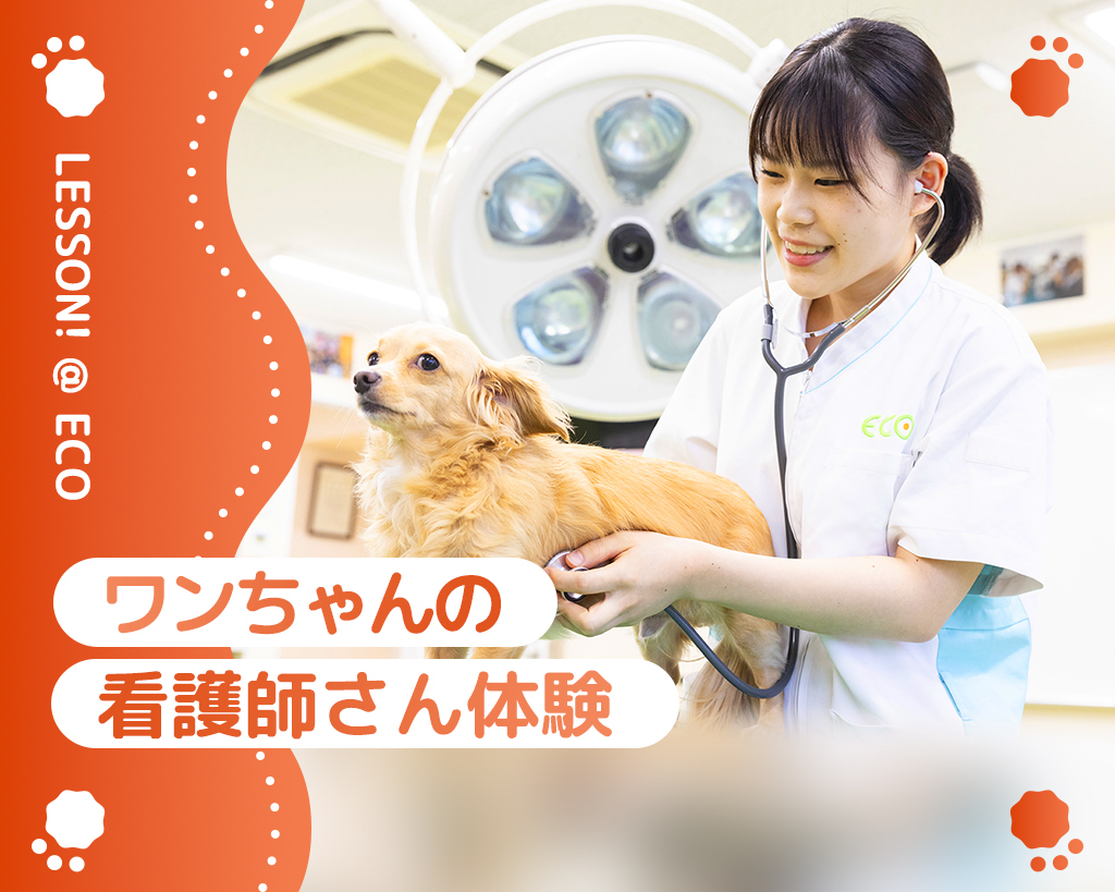 ワンちゃんの看護師さん体験／大阪ＥＣＯ動物海洋専門学校
