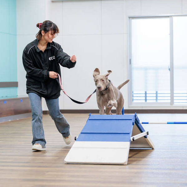 体験メニュー
（ドッグトレーナー）／名古屋ＥＣＯ動物海洋専門学校