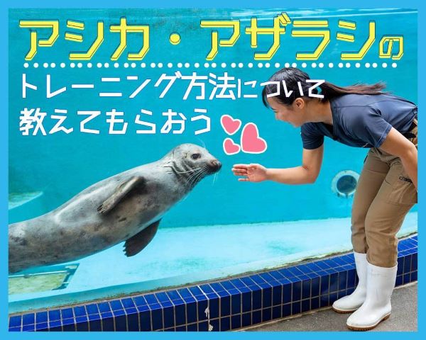 アシカ・アザラシのトレーニング方法について教えてもらおう／ＴＣＡ東京ＥＣＯ動物海洋専門学校