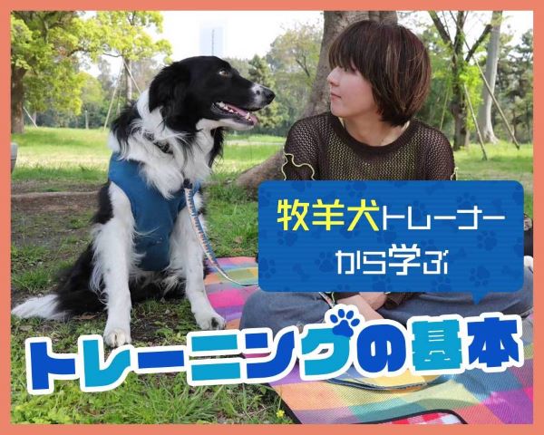 牧羊犬トレーナーから学ぶトレーニングの基本／ＴＣＡ東京ＥＣＯ動物海洋専門学校