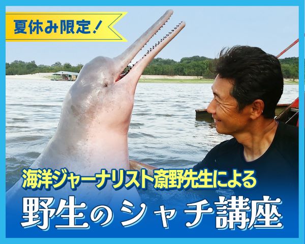 海洋ジャーナリスト斎野先生による野生のシャチ講座／ＴＣＡ東京ＥＣＯ動物海洋専門学校