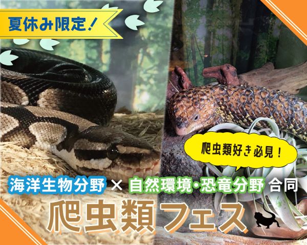 爬虫類フェス／ＴＣＡ東京ＥＣＯ動物海洋専門学校