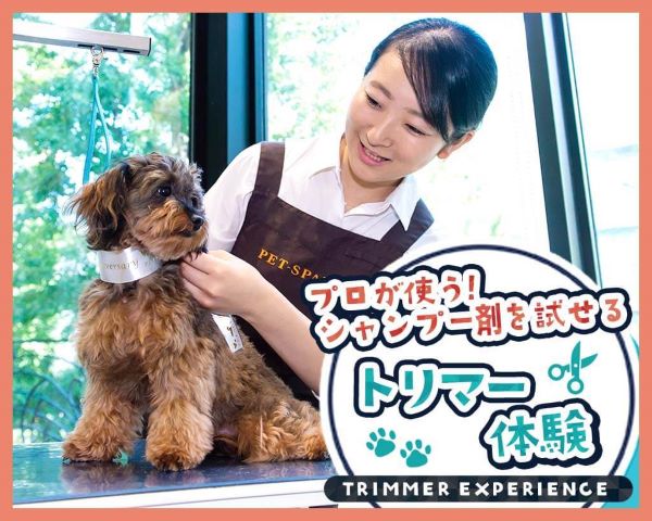 プロが使う！シャンプー剤を試せるトリマー体験／ＴＣＡ東京ＥＣＯ動物海洋専門学校