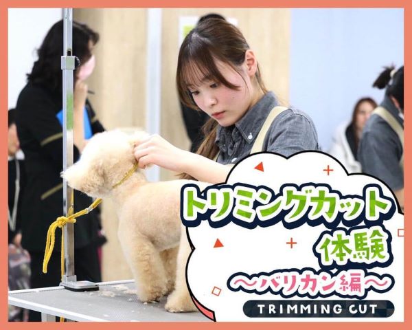 トリミングカット体験～バリカン編～／ＴＣＡ東京ＥＣＯ動物海洋専門学校