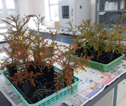 富山県 上市高校 グリーン分野の生徒たち4