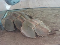 佐賀県 伊万里高校 理科・生物部のみなさん2
