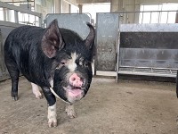 三重県 明野高校 生産科学科畜産部門のみなさん2