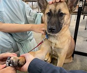 岐阜県　大垣養老高校　犬クラブのみなさん3