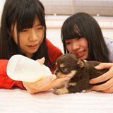 ペットケア総合(猫学含む)コース