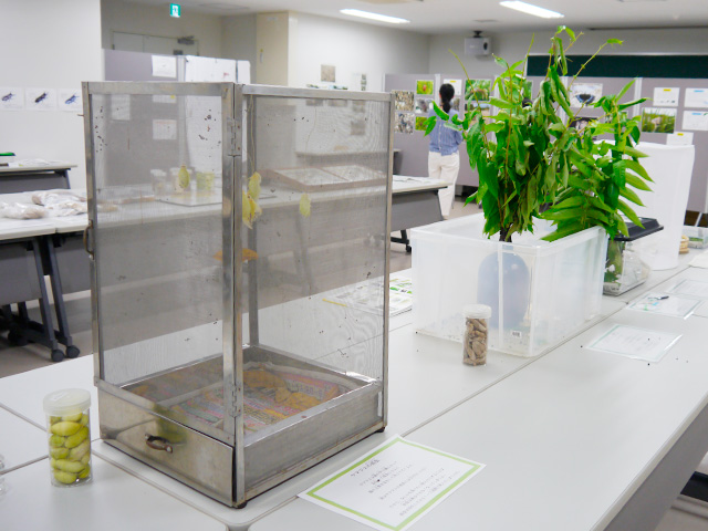 京都北山やままゆ塾「ミニ昆虫展：写真と標本から知る　京の虫たちの不思議な世界 」2