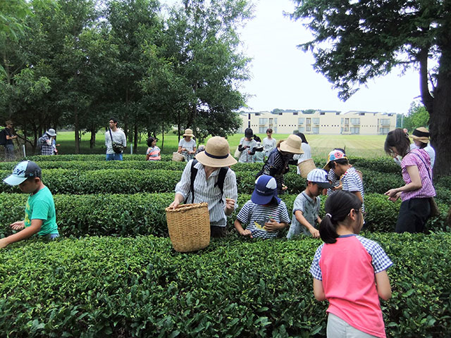 和洋女子大学　夏休み子ども茶摘み体験教室1
